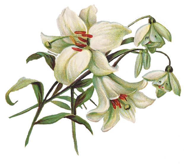 Easter Lilies PNG Photo