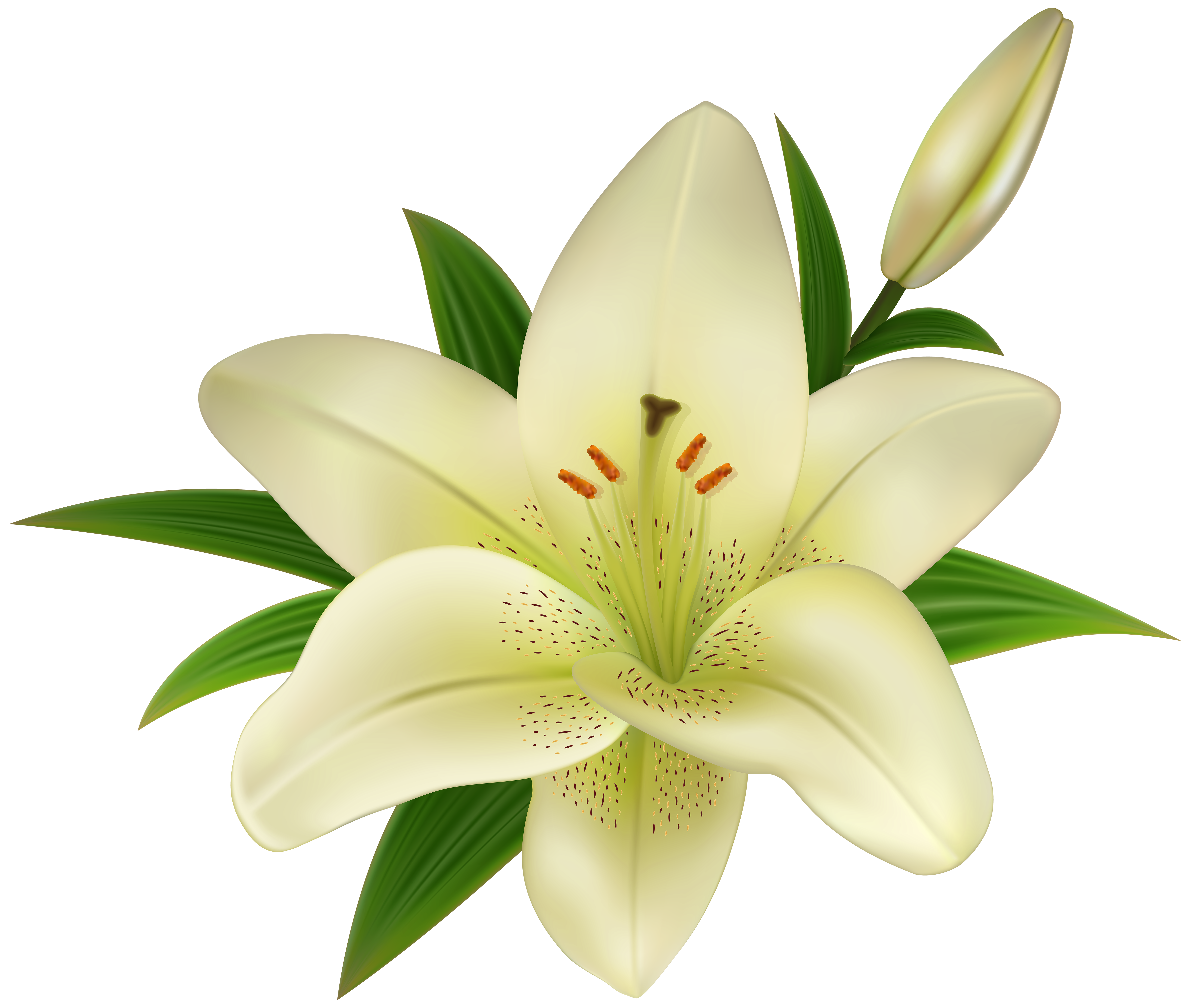 Easter Lilies PNG Pic