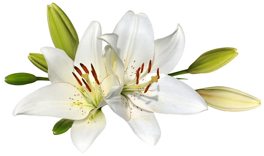 Easter Lilies PNG Picture