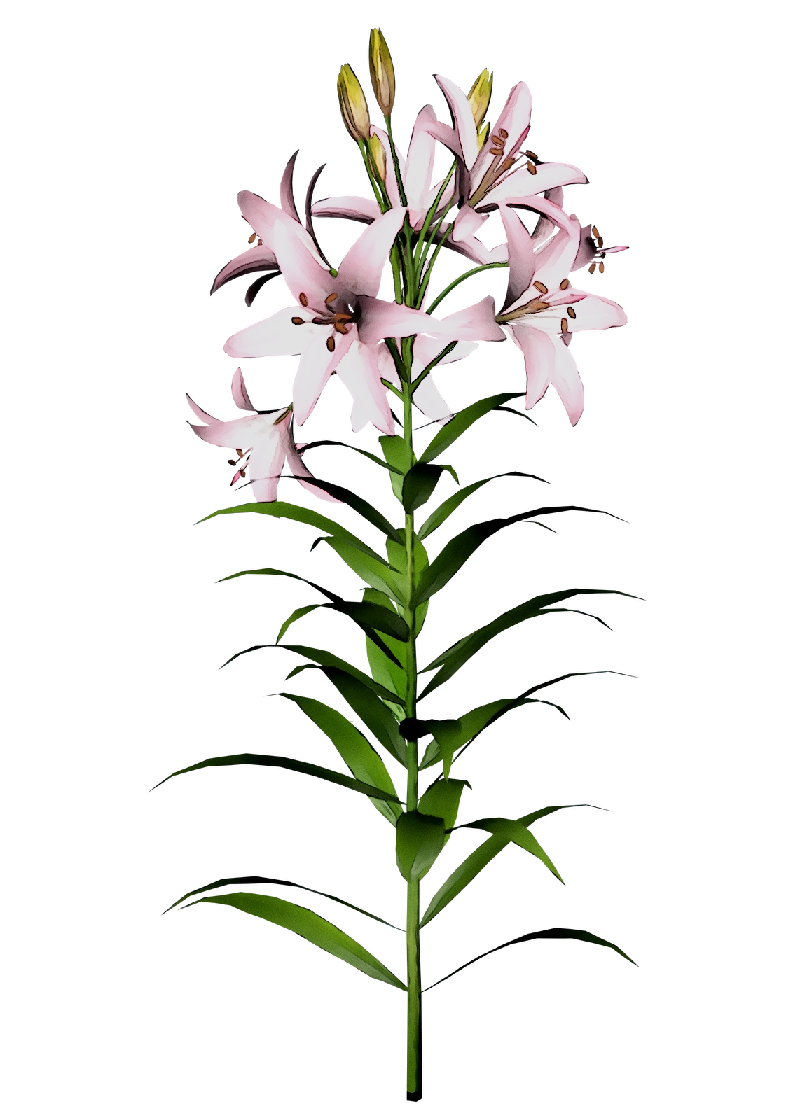 Easter Lilies PNG Transparent Image