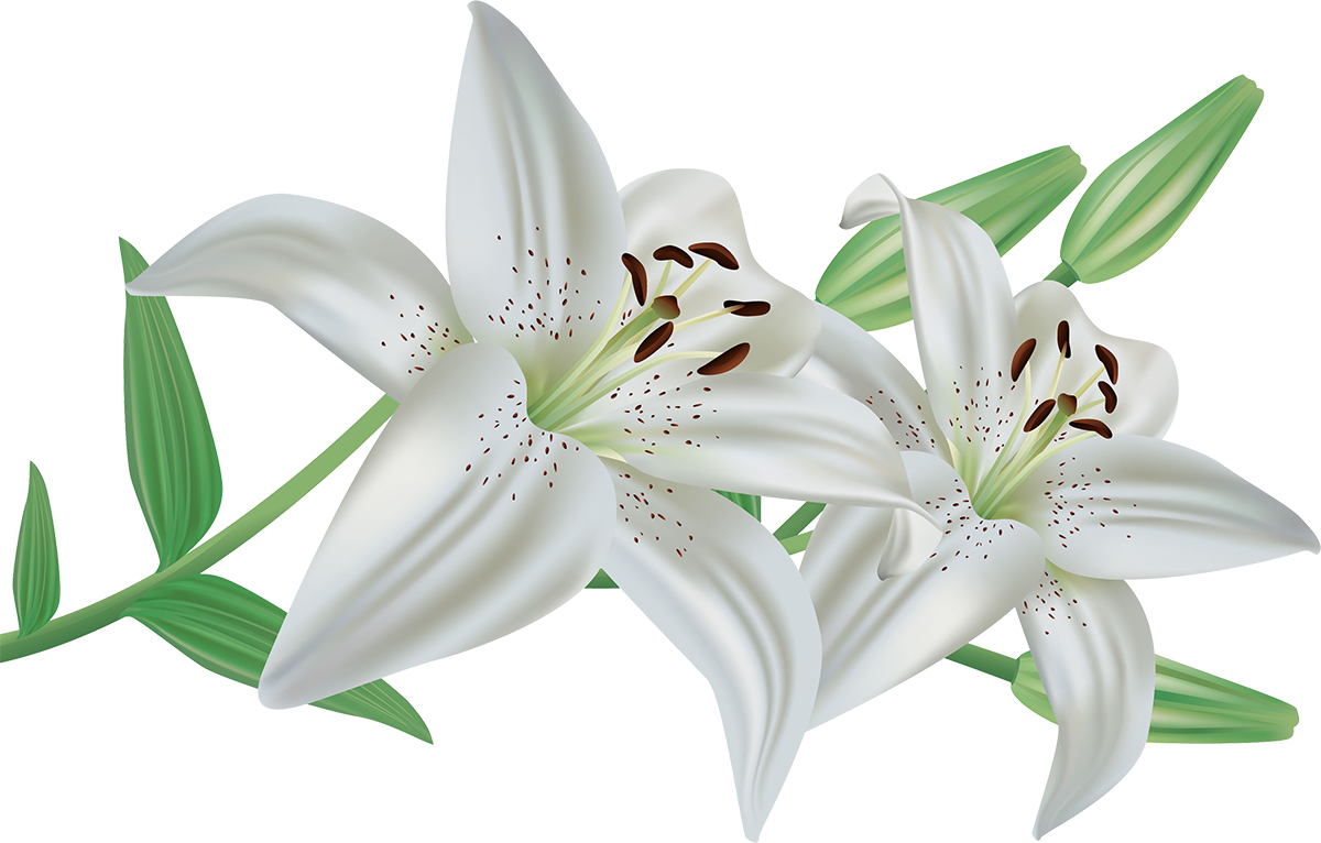 Easter Lilies Transparent Image