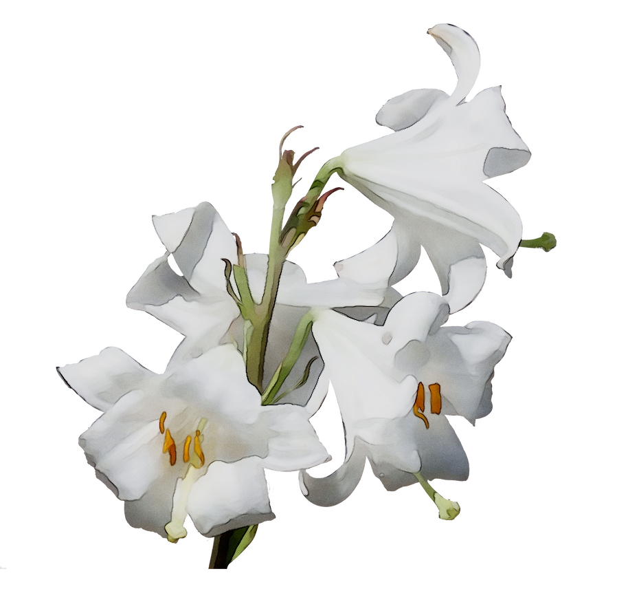 Пасхальные белые лилии бесплатно PNG Image
