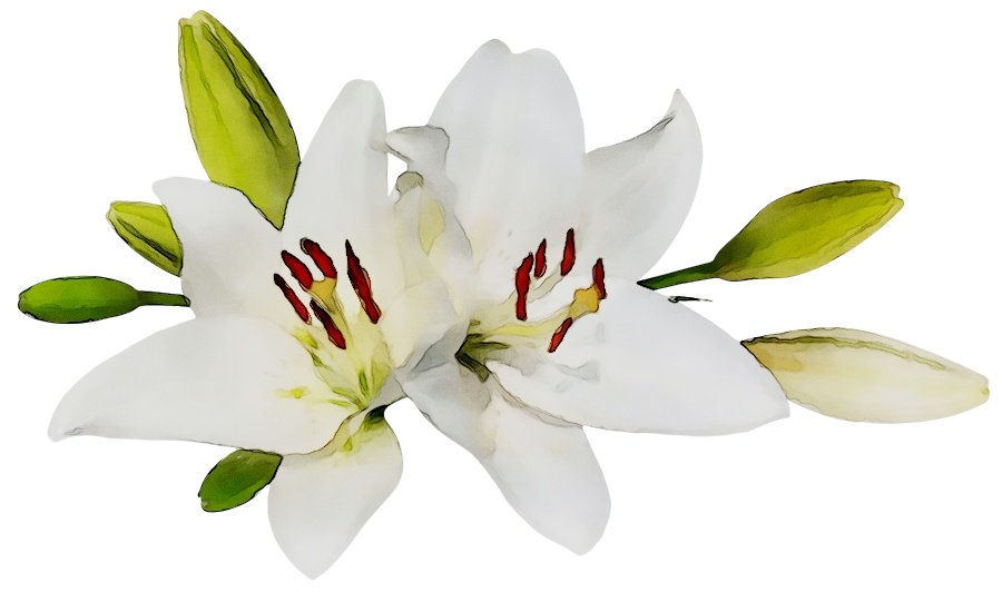 Easter White Lilies PNG High-Quality Image
