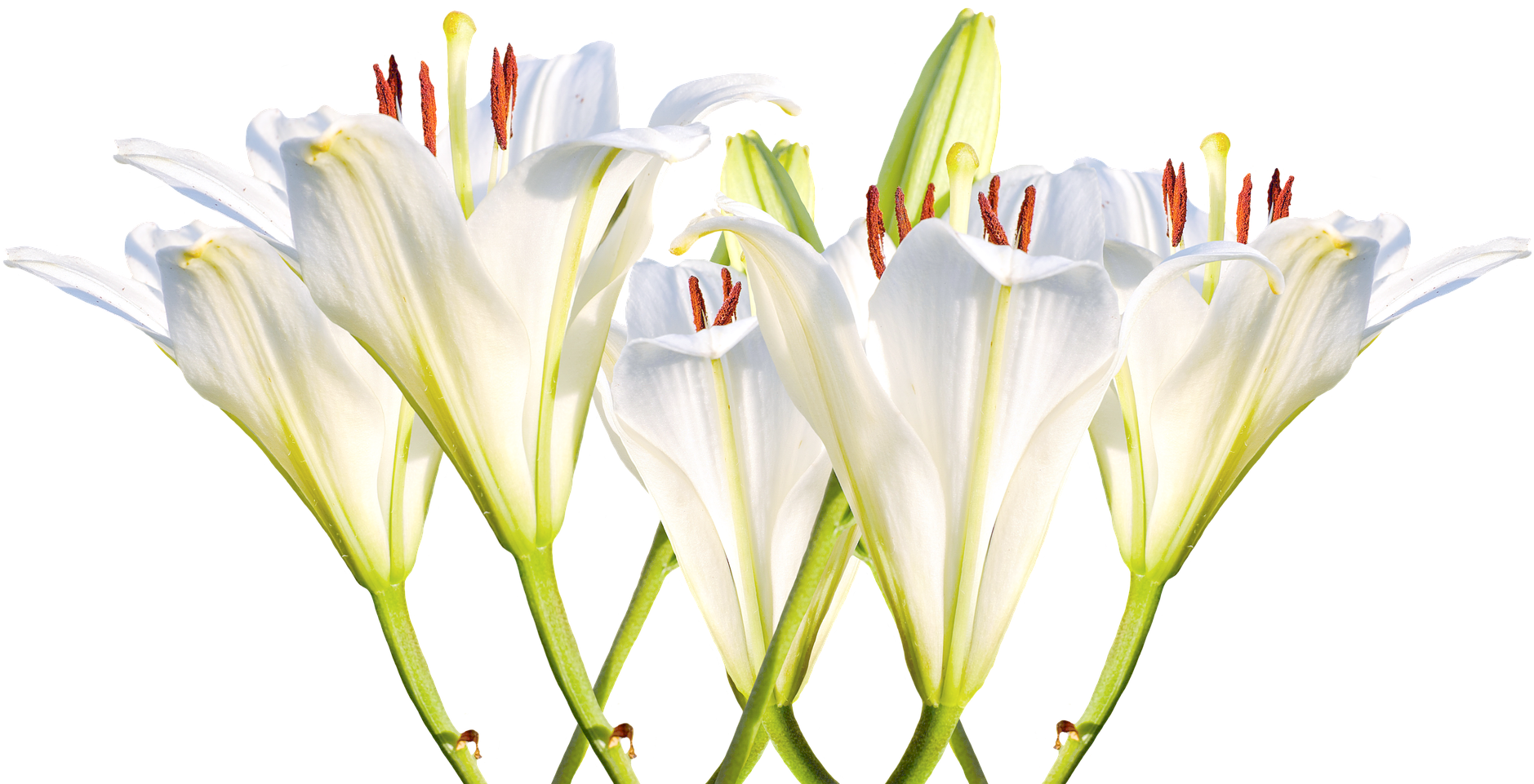 Easter White Lilies PNG Image Background