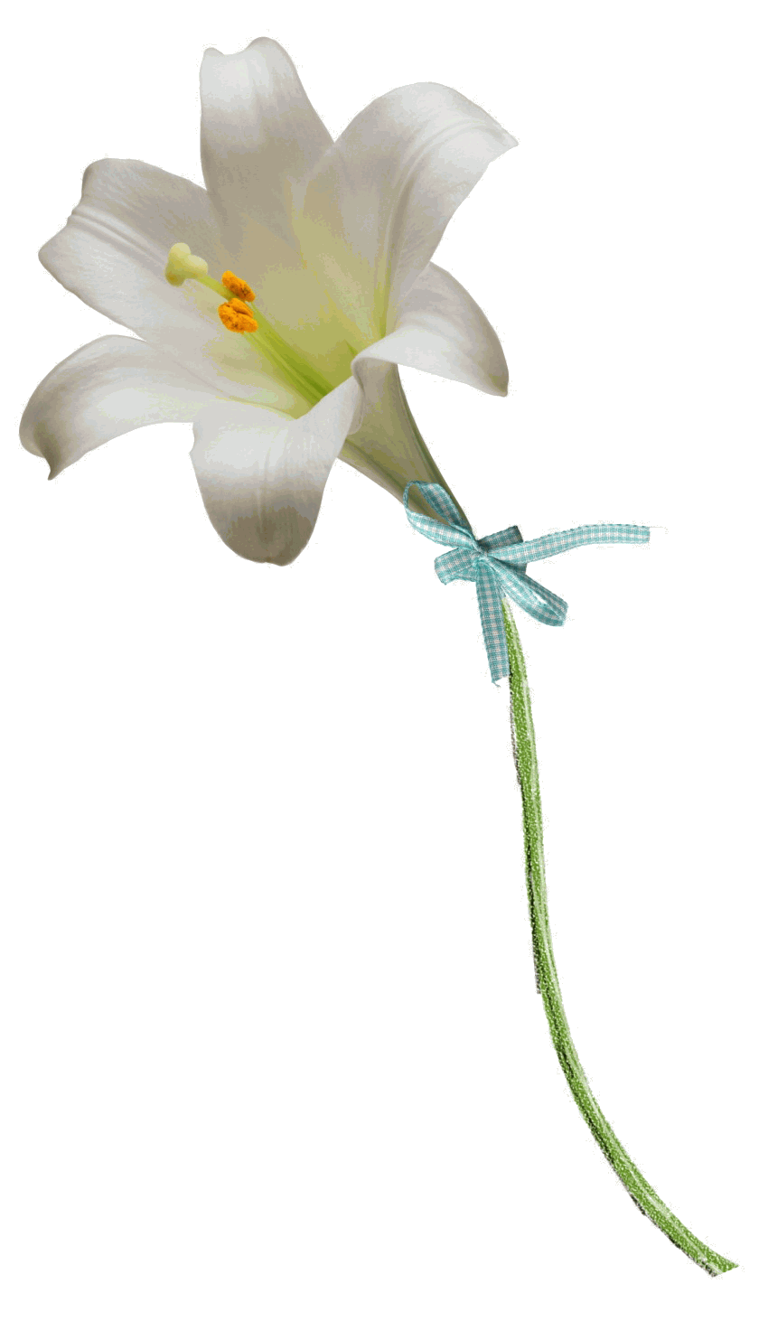 Immagine del PNG dei gigli bianchi di Pasqua
