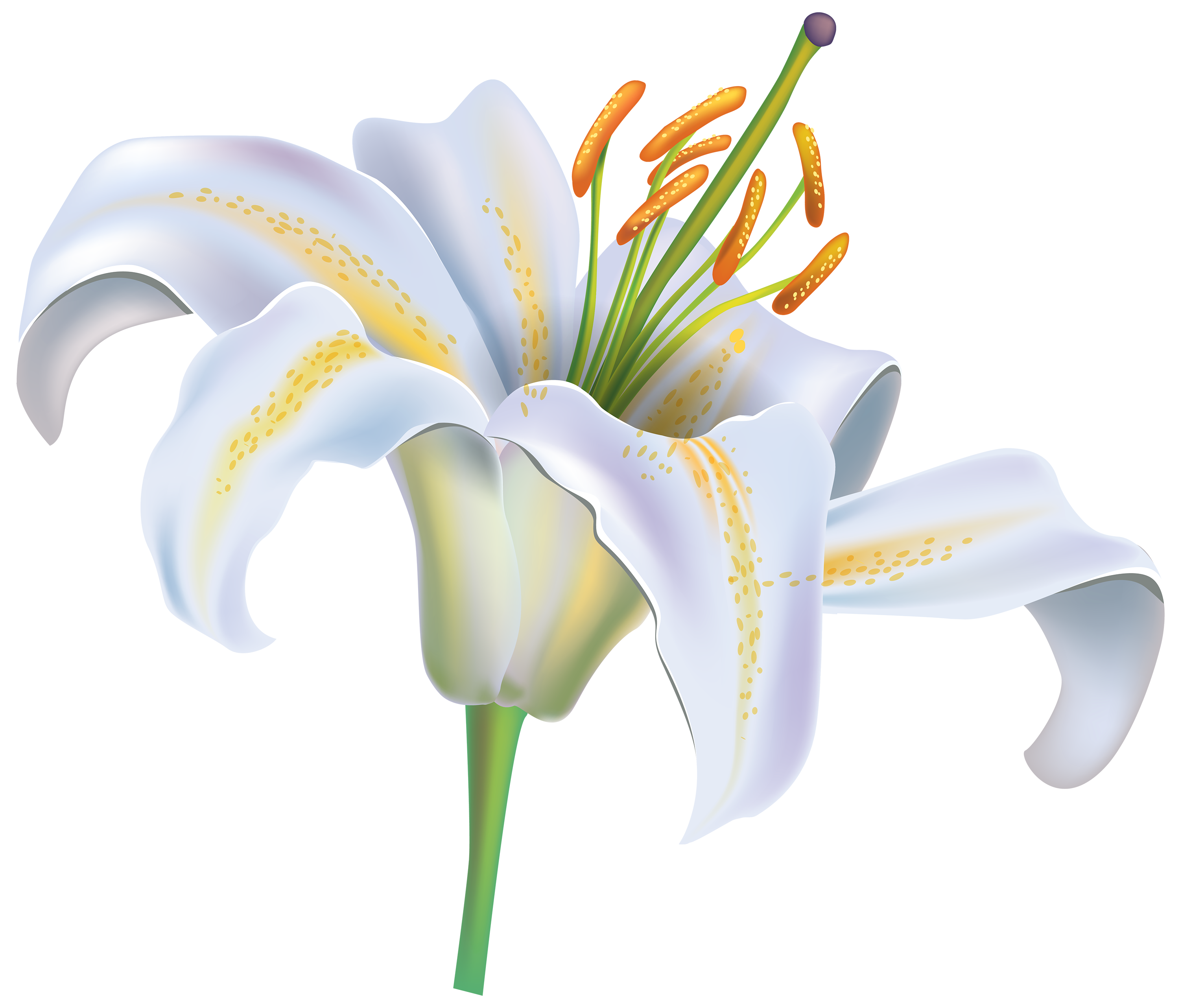 Easter White Lilies PNG Photo