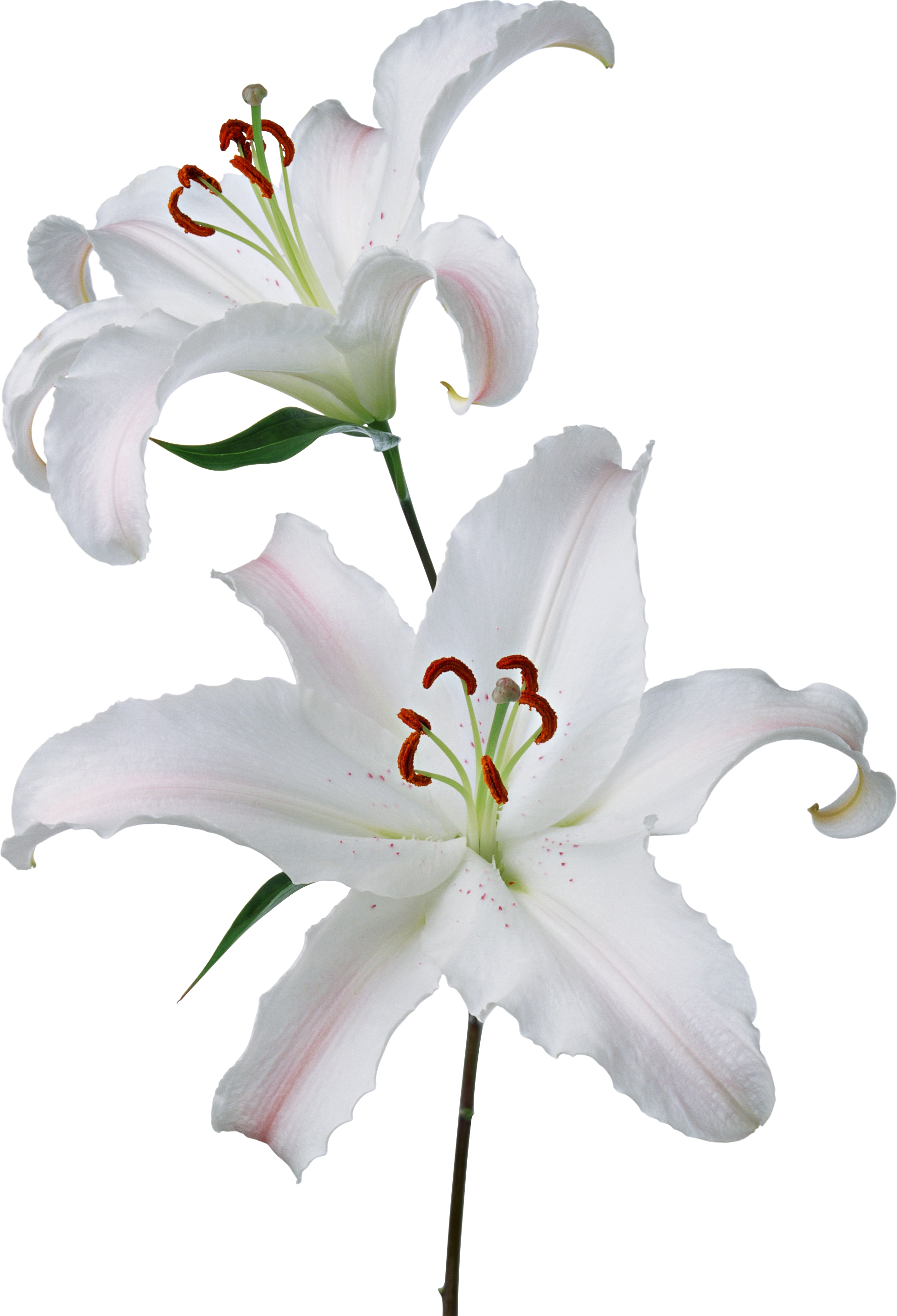Ostern White Lilies PNG Pic
