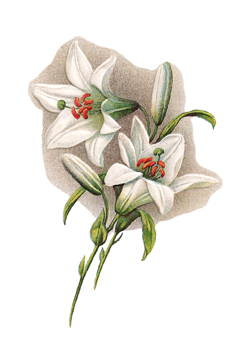Easter White Lilies PNG Picture