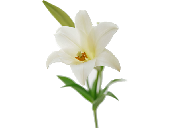 Easter White Lilies PNG Transparent Image