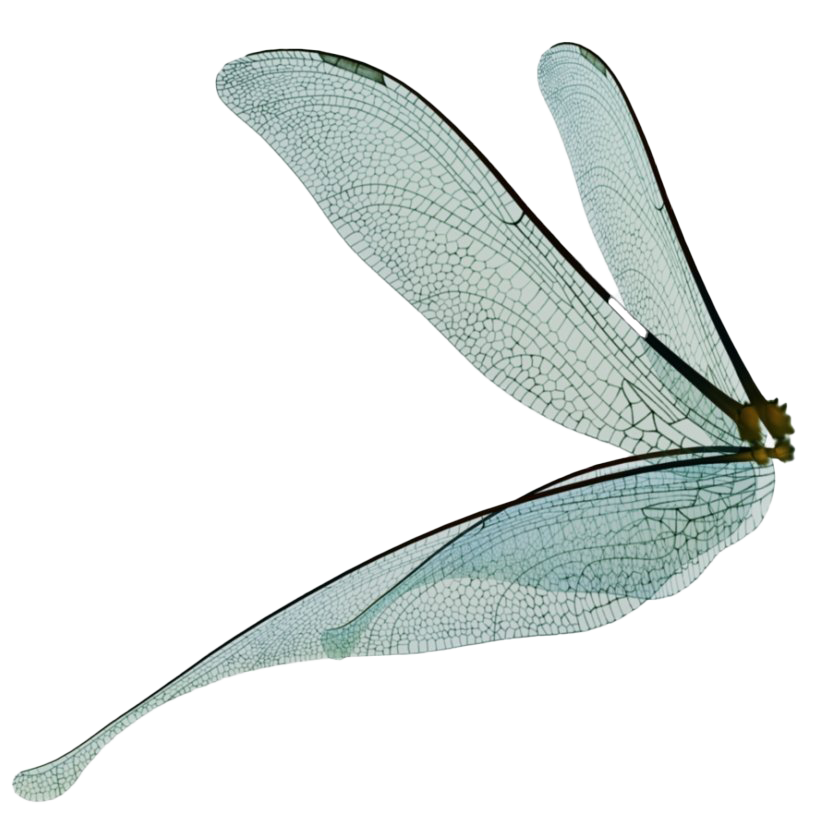 Fairy Wings PNG Photo