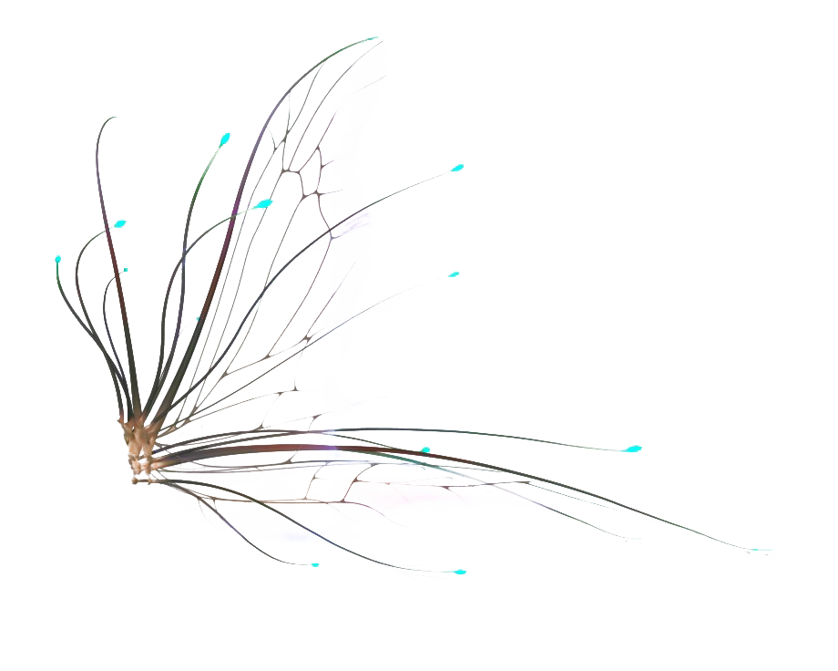 Fairy Wings Transparent Background PNG