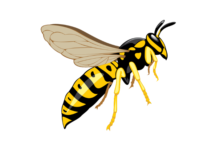 Fliegende Wespe PNG Hochwertiges Bild