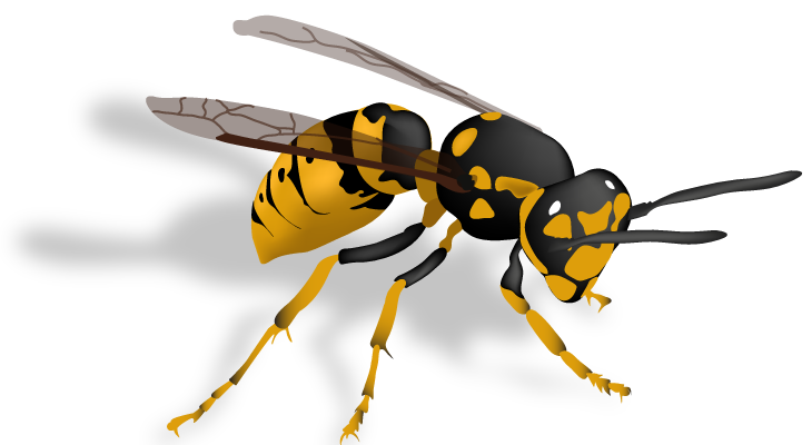 Flying Wasp PNG Image