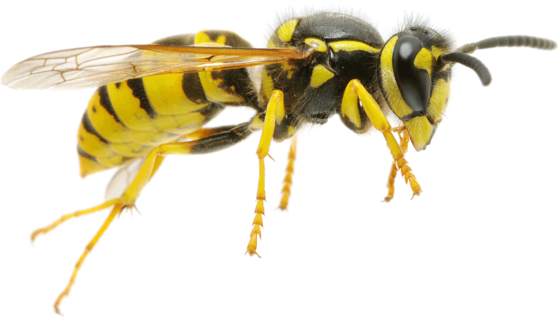 Fliegender Wespe PNG-Foto