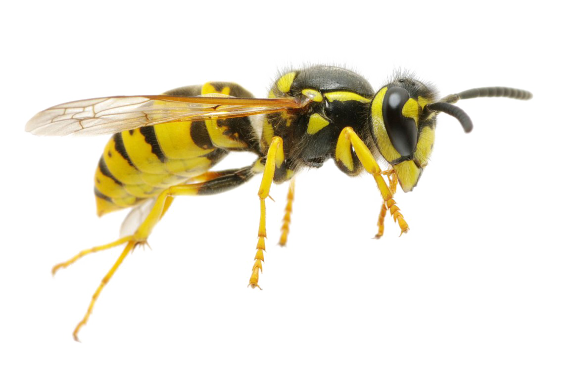 Fliegende Wespe Transparent Hintergrund PNG