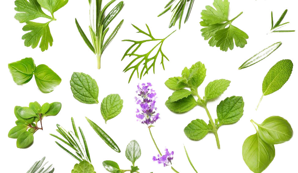 Herbs PNG Background Image