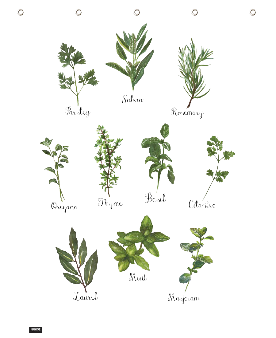 Herbs PNG Free Download