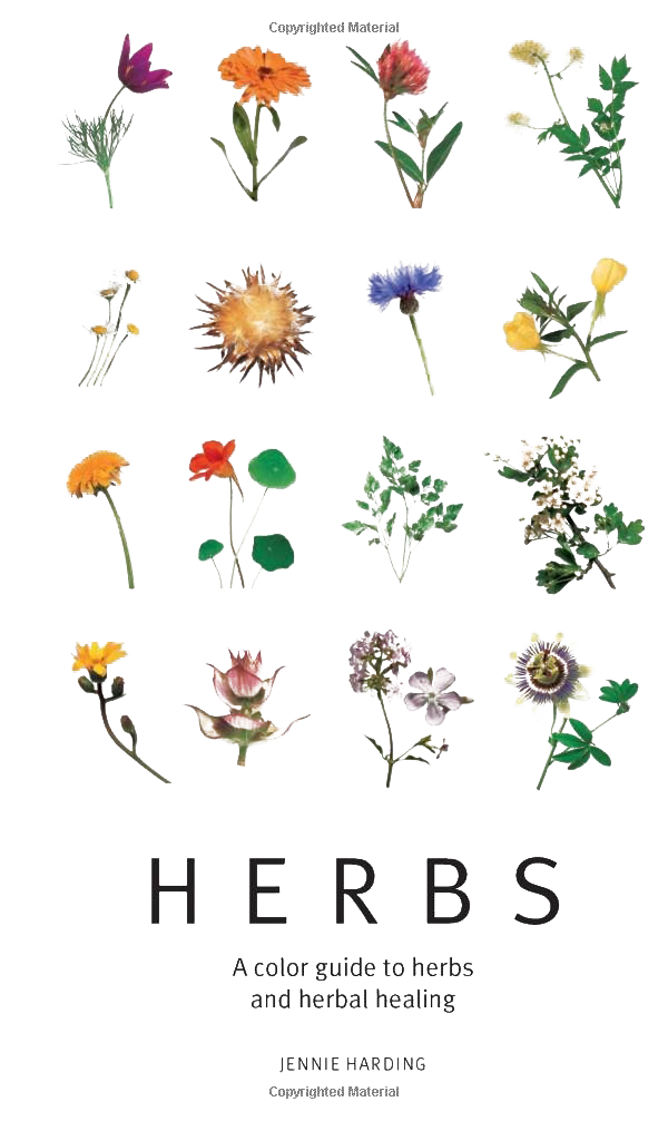 Herbs PNG Pic
