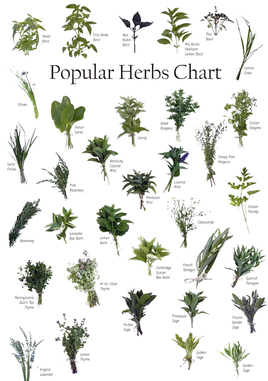 Herbes PNG image