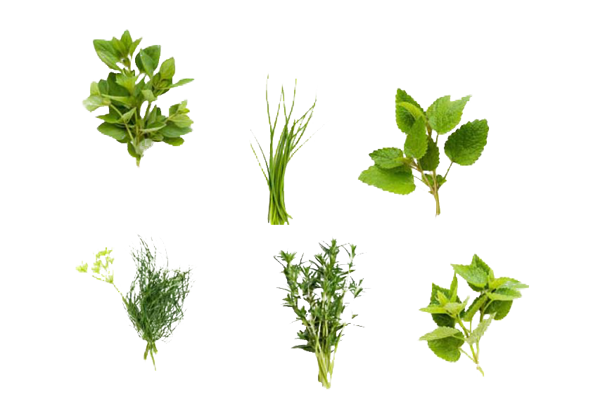 Herbes Image Transparente