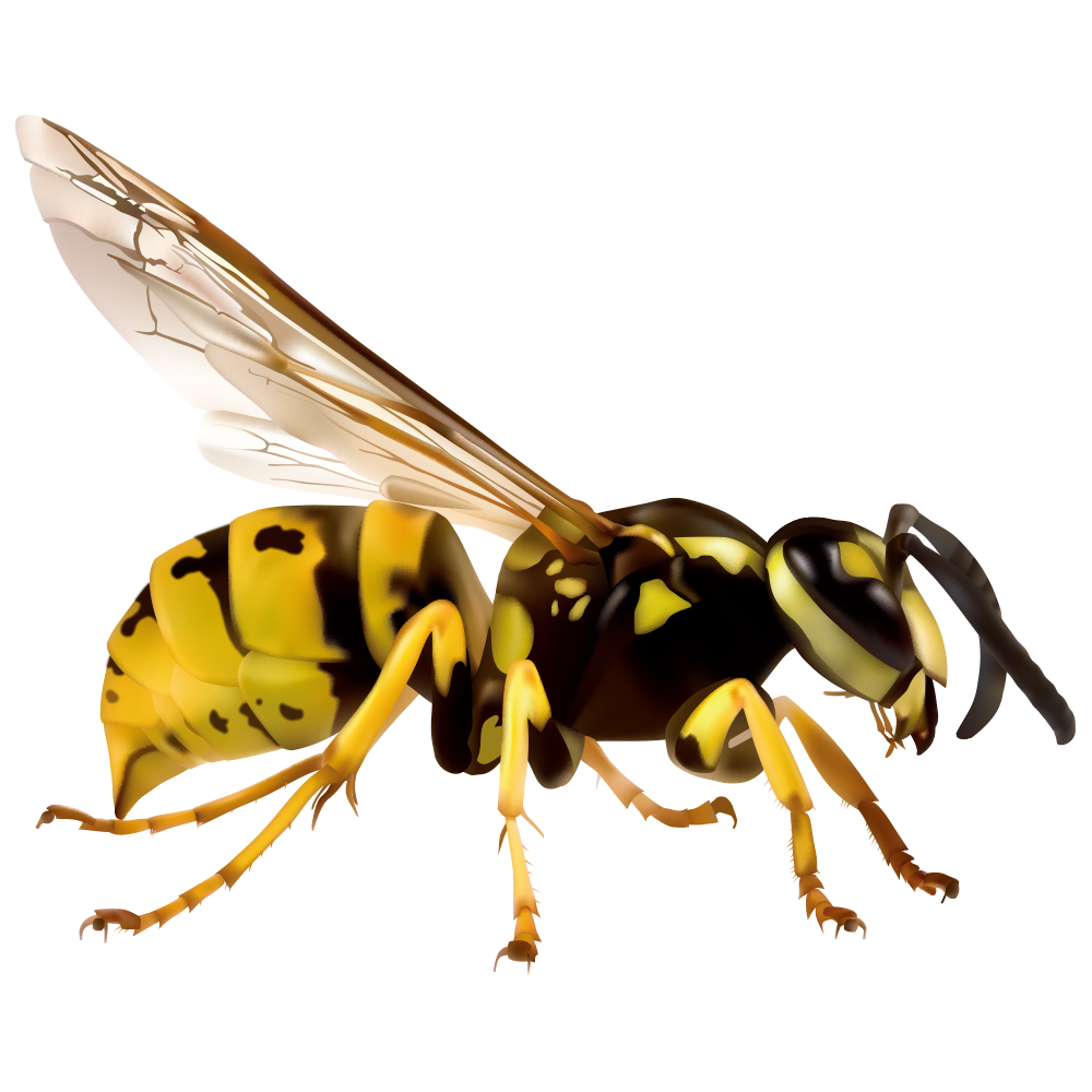Hornet WASP GRATIS PNG Gambar