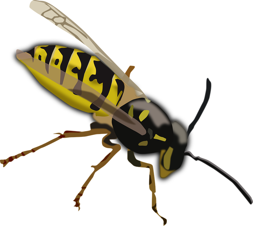 Hornet-Wespe PNG Hochwertiges Bild