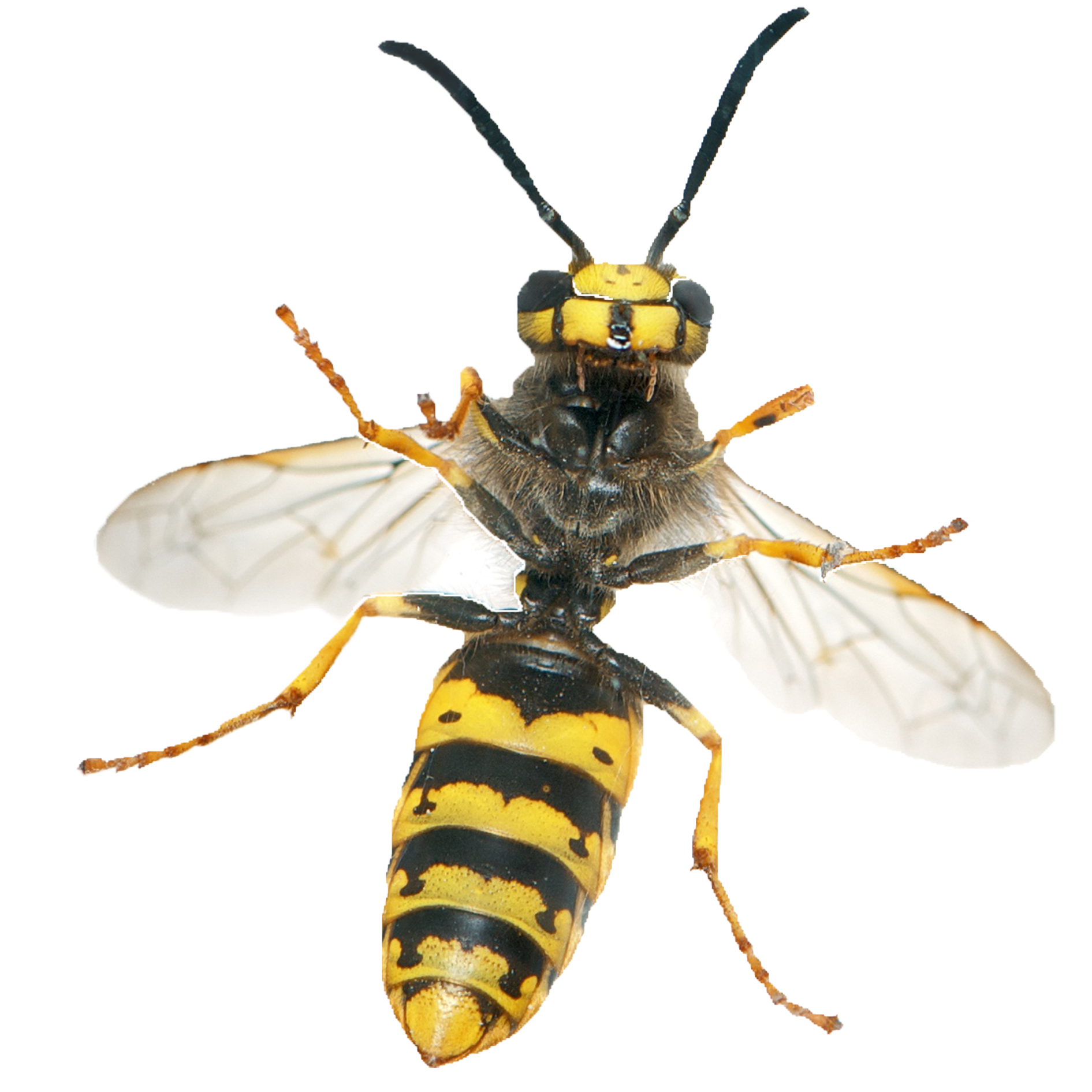 HORNET WASP PNG-Afbeelding