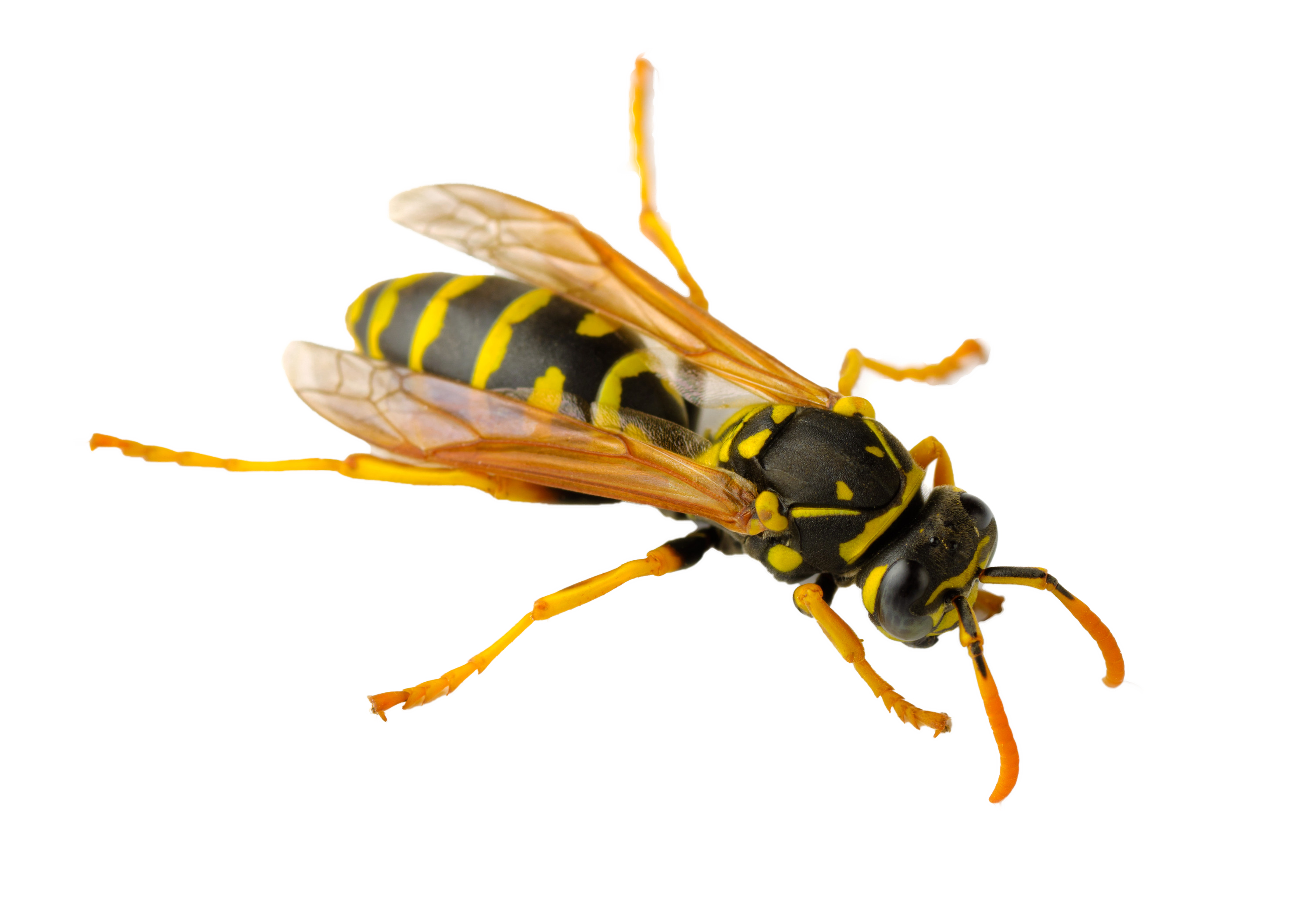Hornet Wasp PNG фото