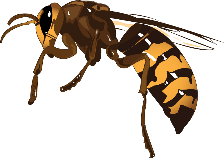 Hornet Wasp PNG Transparant Beeld