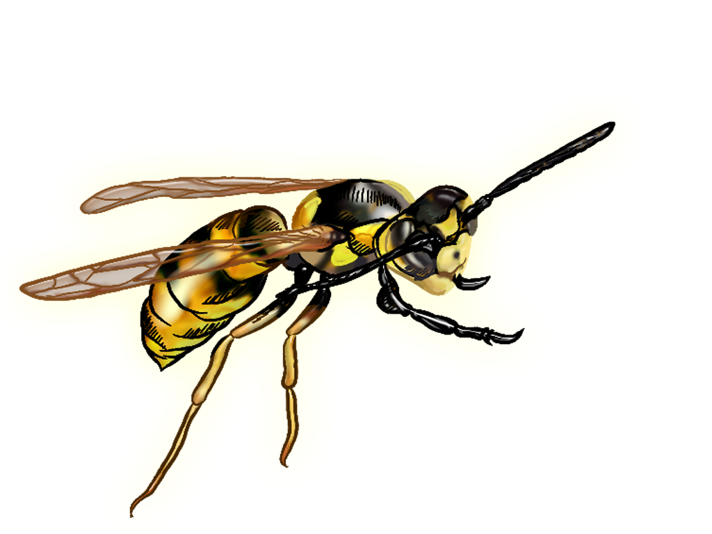 Hornet WASP прозрачный образ