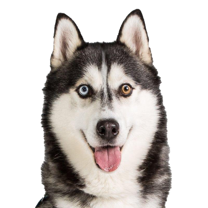 Husky PNG Scarica limmagine
