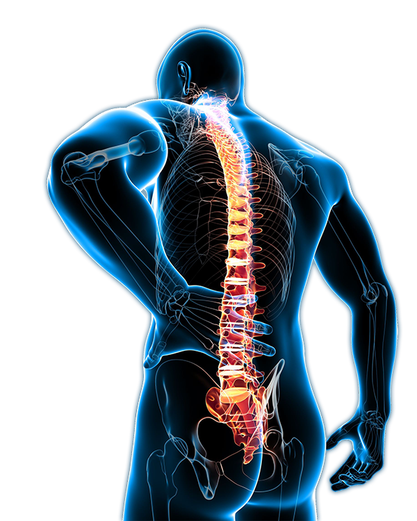 Musculoskeletal Back Pain PNG Transparent Image