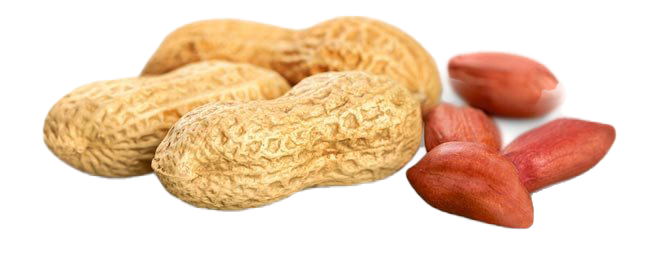 Peanut PNG Background Image