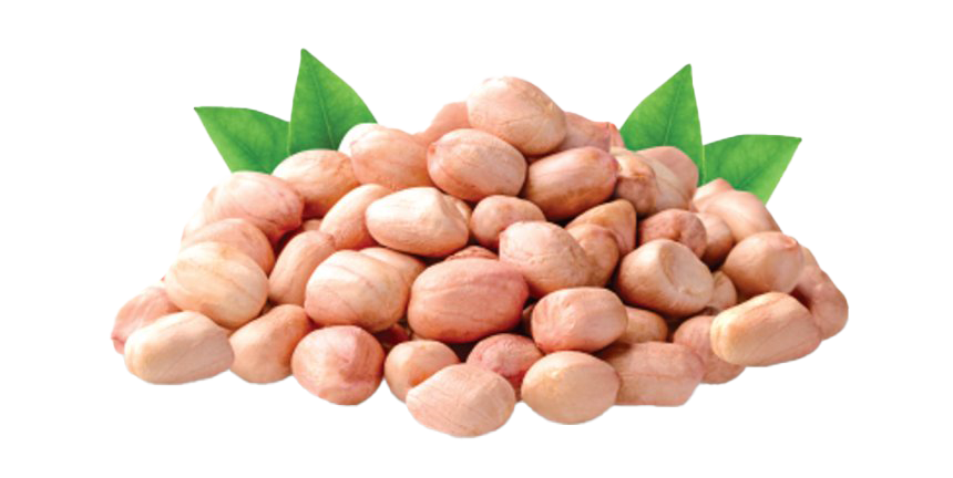 Peanut PNG High-Quality Image
