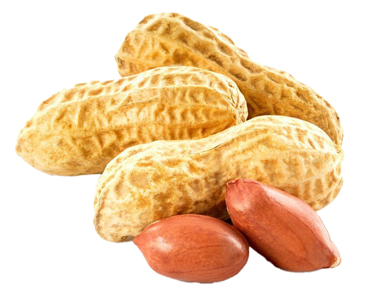 Peanut PNG Image Background