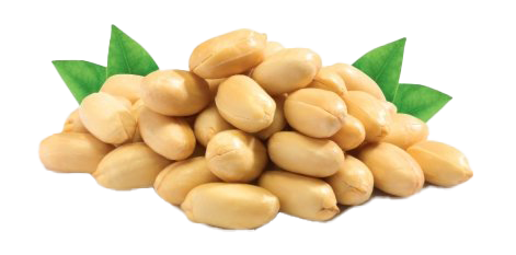 Peanut PNG Pic