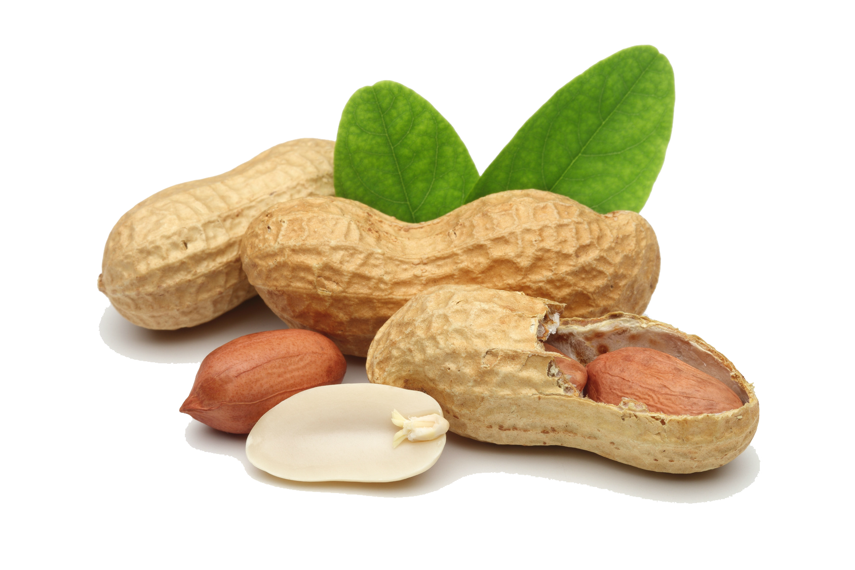 Peanut Shell PNG Download Image
