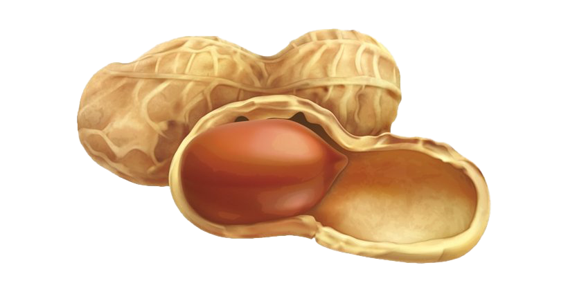 Peanut Shell PNG High-Quality Image