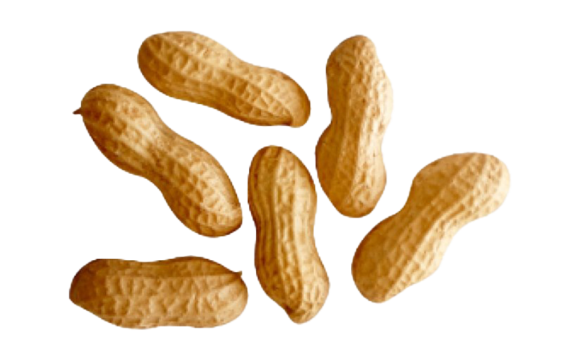 Photo de la coquille de cacahuète