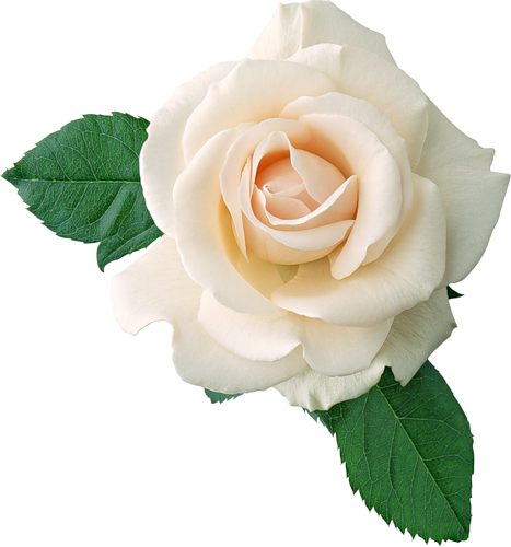 Real White Rose PNG High-Quality Image