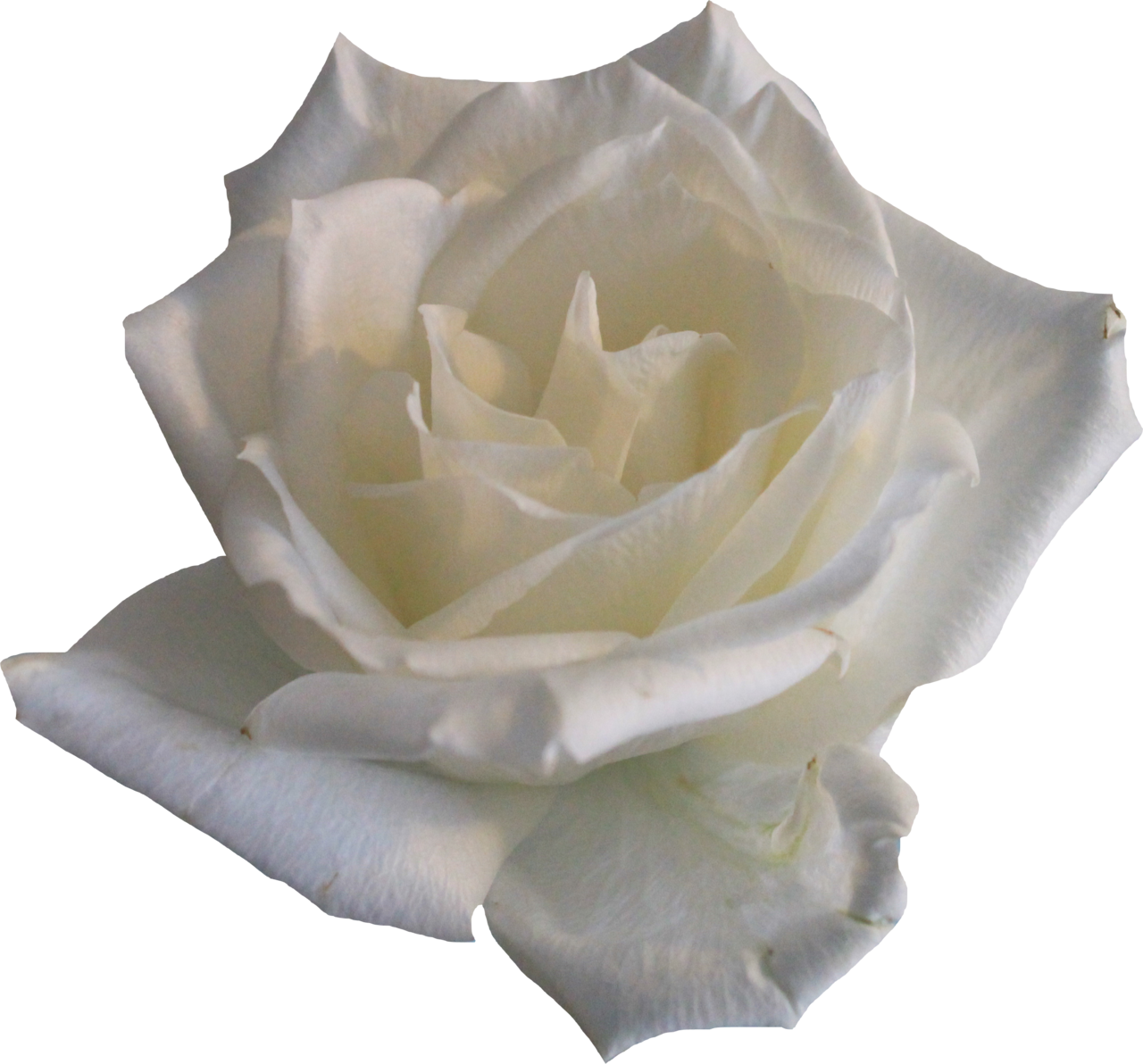 Real White Rose PNG Image Background