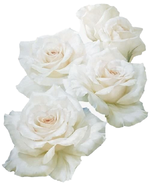 Imagen de PNG de rosa blanca real