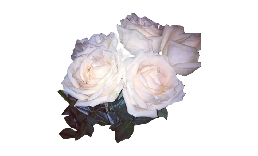 Real White Rose PNG Photo