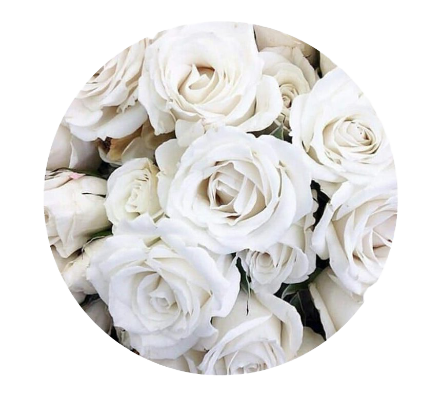 Real White Rose PNG Transparentes Bild