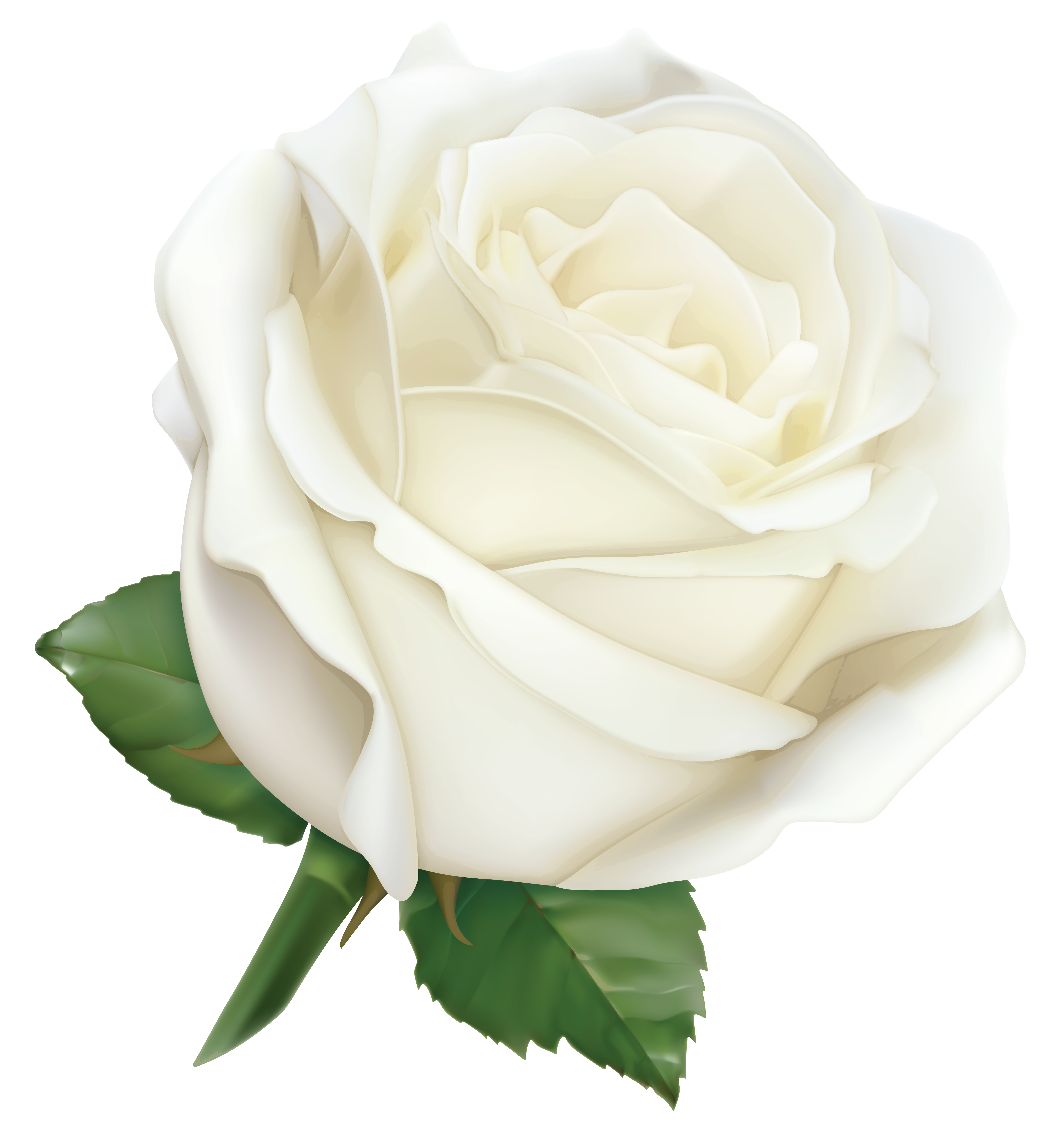 Image Transparente véritable rose blanche