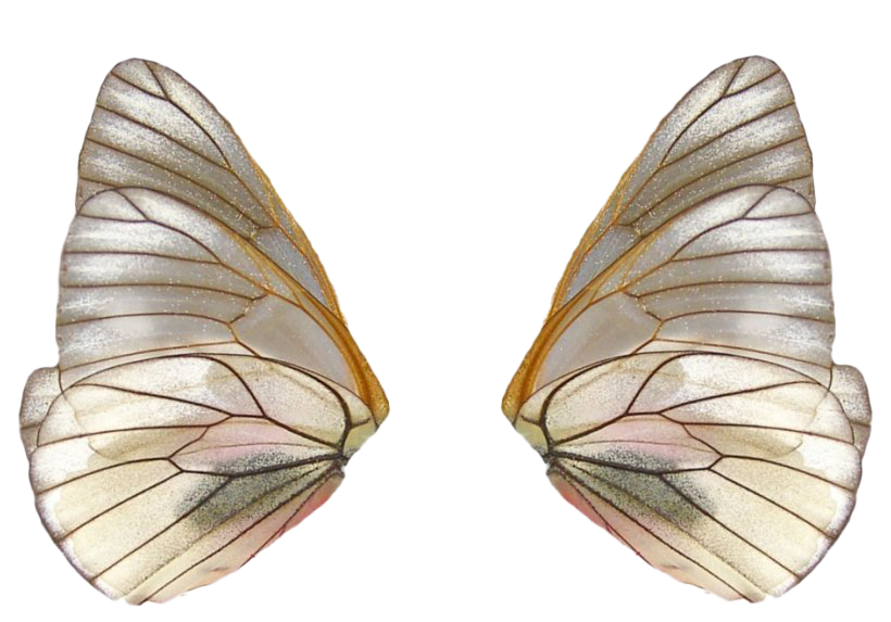 현실적인 요정 날개 PNG 다운로드 이미지