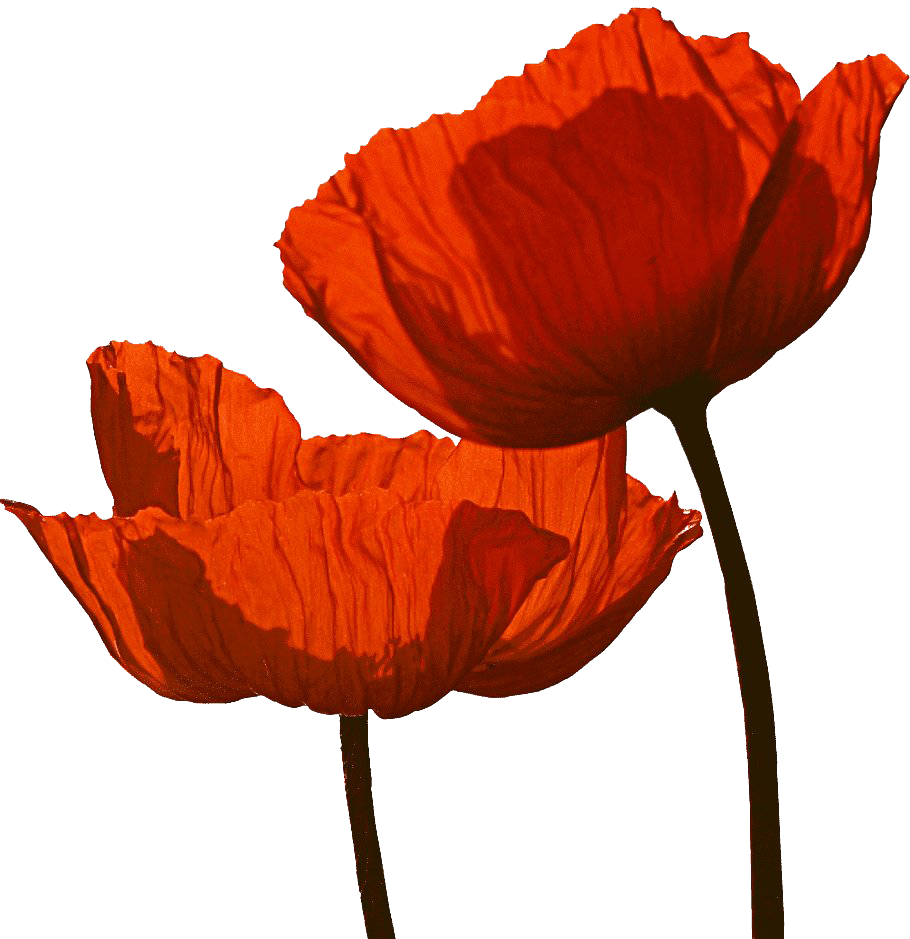 Remembrance Day PNG Image Transparent