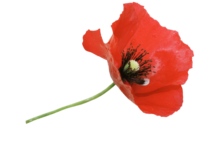 Remembrance Day Poppy Flower PNG High-Quality Image