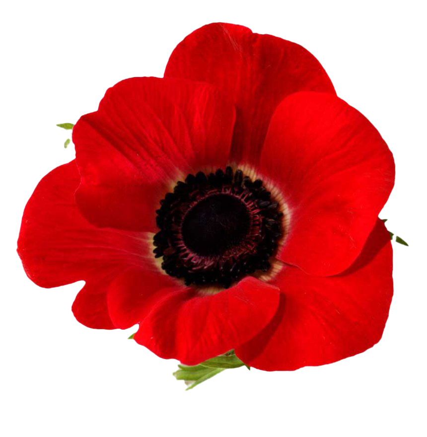 Remembrance Day Poppy PNG Unduh Gratis