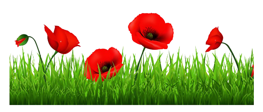 Remembrance Day Poppy Transparent Background PNG